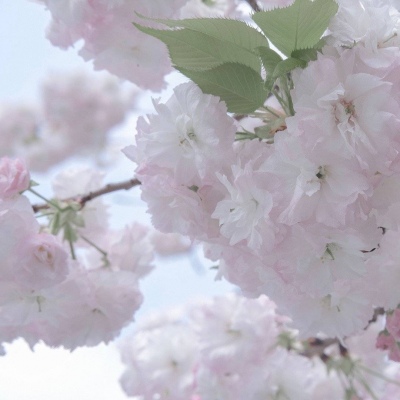 Furry插画细节提升Furry群